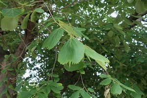 Celtis koraiensis