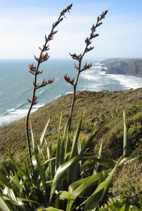 New Zealand flax