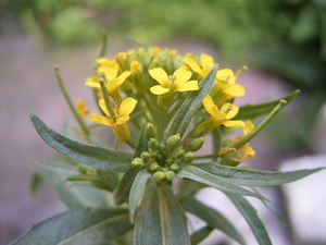 Wormseed Mustard