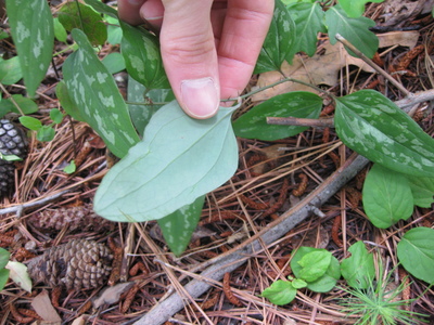 Smilax glauca