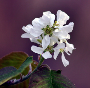 Amelanchier spicata