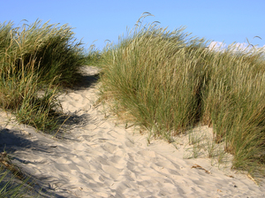 Marram Grass