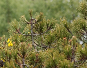 Pinus nelsonii