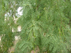 Honeypod mesquite