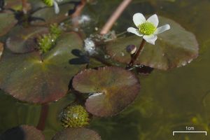 Floating marsh marigold