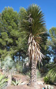 Yucca filifera