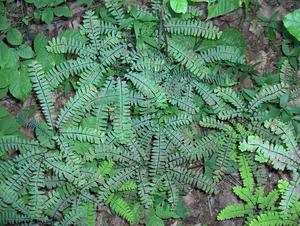 Northern Maidenhair