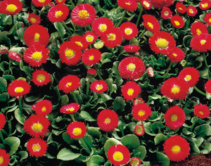 English Daisy Galaxy Red