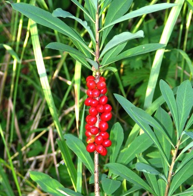 Daphne mezereum