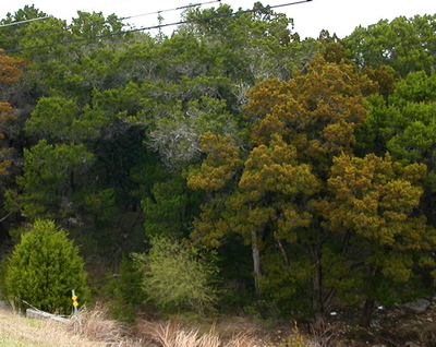 Juniperus ashei