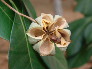 Brazilian Boxwood