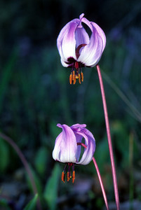 Henderson's Fawn Lily