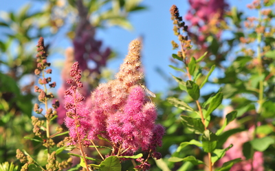 Spiraea douglasii