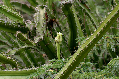 Acanthocereus tetragonus