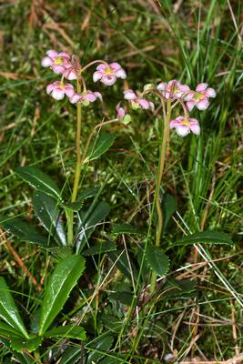 Chimaphila umbellata