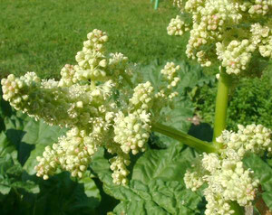 Rhubarb