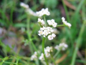 Marsh Hog's Fennel