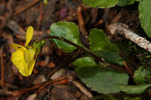 Redwood Violet