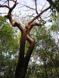 Gum Tree