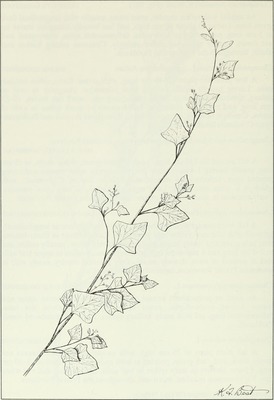 Chenopodium fremontii