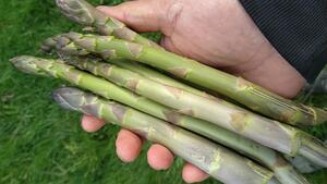 First asparagus of the season!
