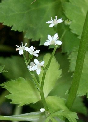 Cryptotaenia japonica