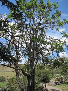 Balu Andean tree bean