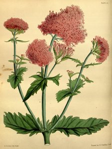 Centranthus macrosiphon