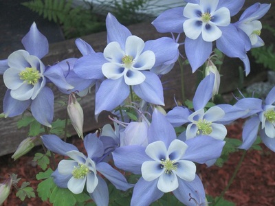 Aquilegia coerulea