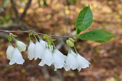 Halesia tetraptera