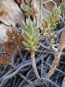 Sedum sediforme