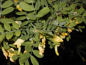 Siberian pea shrub