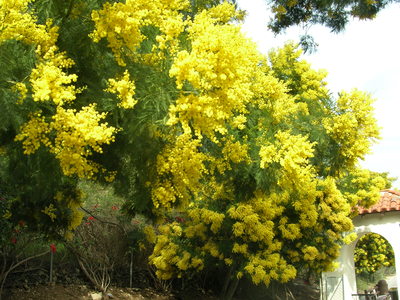 Acacia decurrens