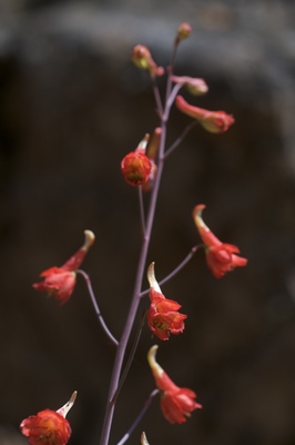 Delphinium nudicaule