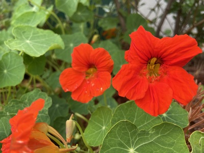 Bright orange flowers of nasturtium