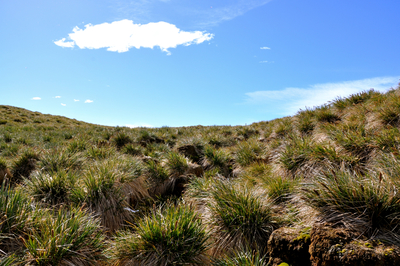 Poa flabellata