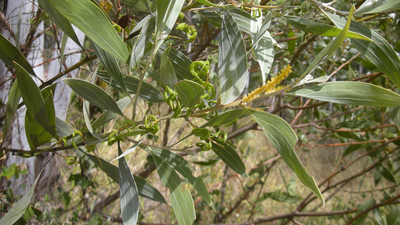 Acacia holosericea