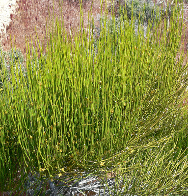 Ephedra viridis