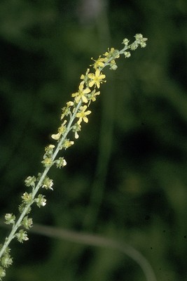 Agrimonia striata