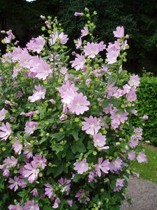 Lavatera