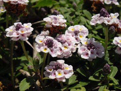 Close-up of a flowering frogfruit.