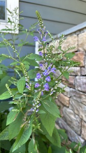 Hoary Skullcap, Downy Skullcap