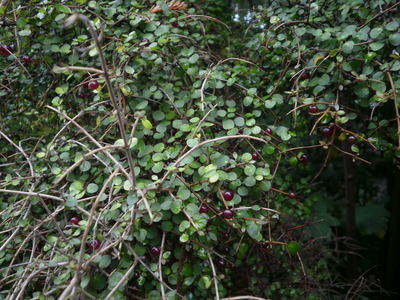 Coprosma rhamnoides