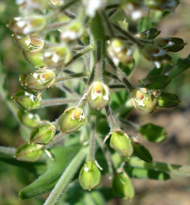 Lepidium campestre