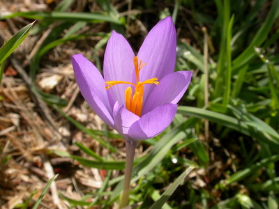 Crocus nudiflorus