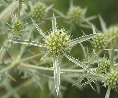 Eryngium campestre