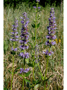 Purple giant hyssop