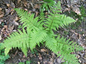 Lady Fern