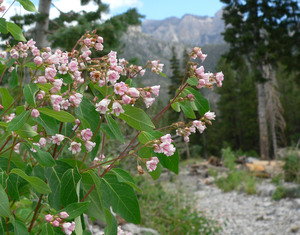 Spreading Dogbane