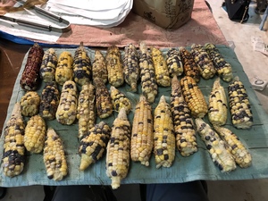 Lofthouse astronomy sweet corn, Md 1’st year